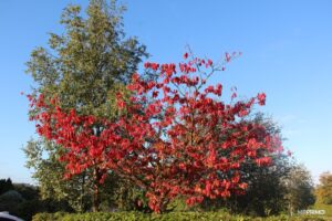 Autumn_started Autumn_started
