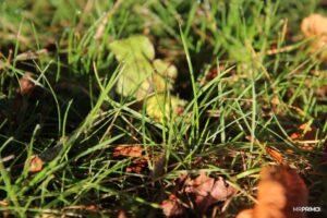 Autumn_started Autumn_started