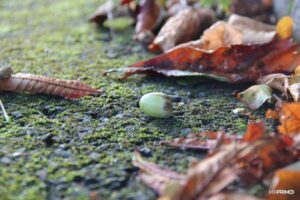 Autumn_started Autumn_started